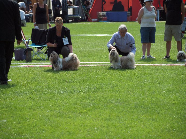 Shih Tzu Danmark